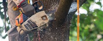 Best Lawn Maintenance Plans  in Crescent, OK