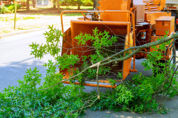 Best Arborist Consultation Services  in Crescent, OK