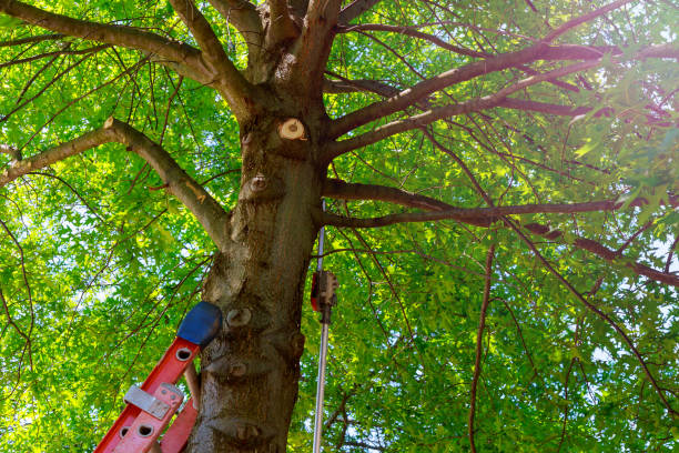 Best Tree Health Inspection  in Crescent, OK